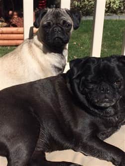 two-pug-dogs-together